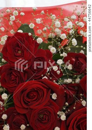 Bōpoi celebration 44756642