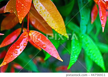 Awesome young plant in close up for background 44756911