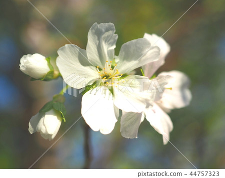 Four seasons Sakura 44757323