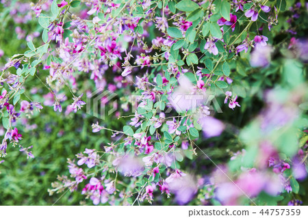 Paradise flower 44757359