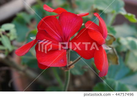 Red flower	 44757496