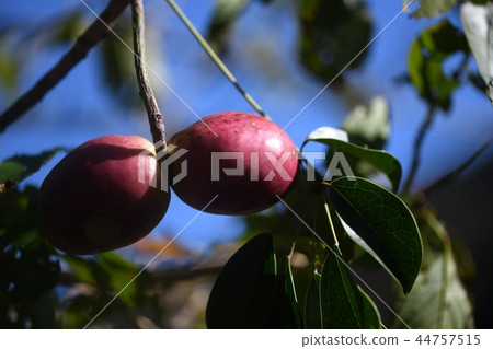 Mubane nuts Mubane nuts 44757515