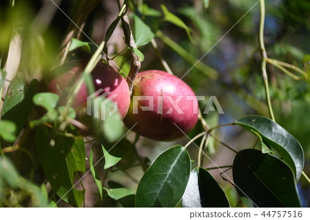 Mubane堅果 Mubane堅果 44757516