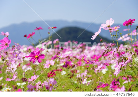 Fujiwara Kyoto cosmos prairie 9 of Yamato Miyama and Mt. 44757646