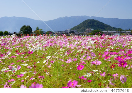 Fujiwara Kyoto cosmos prairie 11 of Yamato Sanzan and Mt. 44757648