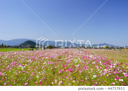 Fujiwara Kyoto cosmos prairie 13 of Yamato Sanzan and Kashiwazan background 44757651