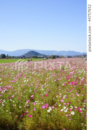 Fujiwara Kyoto cosmos prairie 14 of Yamato Miyama and Mt. Fujiwara Kyoto cosmos prairie 14 of Yamato Miyama and Mt. 44757652