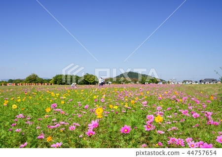Fujiwara Kyoto Cosmos Great Plains 1 in Yamato Sanzan / Onarisan Background Fujiwara Kyoto Cosmos Great Plains 1 in Yamato Sanzan / Onarisan Background 44757654