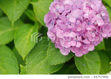 Hydrangea 44757900