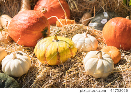 Bunch of pumpkins for sale 44758036