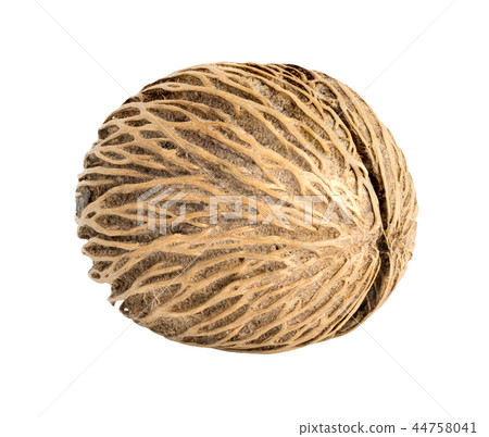 Cerbera oddloam's seed isolate on white Cerbera oddloam's seed isolate on white 44758041