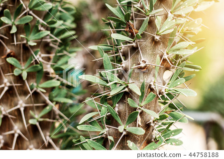 Tree with spike at sunlight. 44758188