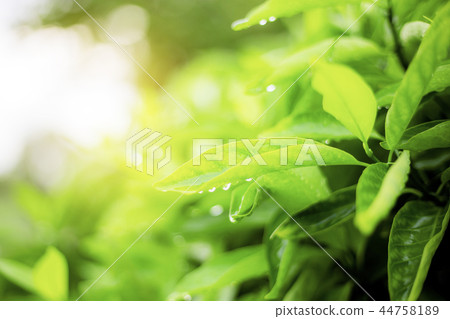 Tree leaves with sunlight. 44758189