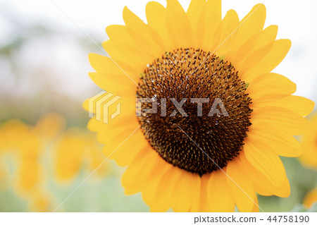 Sunflower with sunrise in winter. Sunflower with sunrise in winter. 44758190