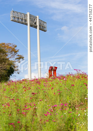 Cosmos blooming on the hill of Cosmos at Kobe general athletic park Cosmos blooming on the hill of Cosmos at Kobe general athletic park 44758277