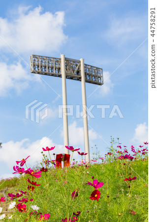 開花在波斯菊小山的波斯菊在神戶一般運動公園 44758291