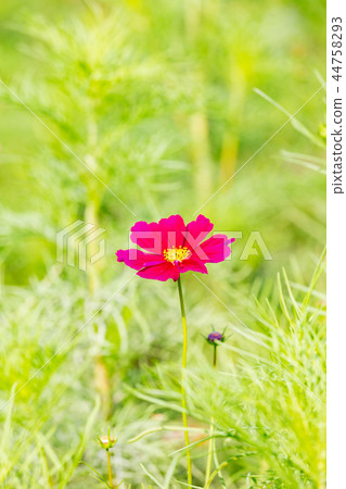 Cosmos blooming on the hill of Cosmos at Kobe general athletic park 44758293