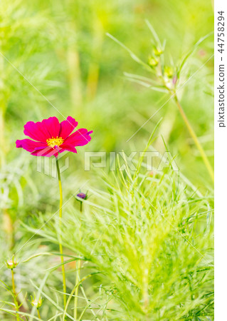 Cosmos blooming on the hill of Cosmos at Kobe general athletic park Cosmos blooming on the hill of Cosmos at Kobe general athletic park 44758294