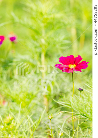 Cosmos blooming on the hill of Cosmos at Kobe general athletic park Cosmos blooming on the hill of Cosmos at Kobe general athletic park 44758295