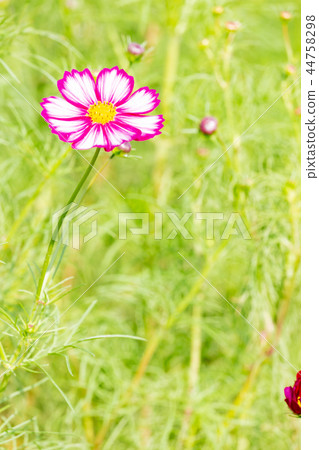 Cosmos blooming on the hill of Cosmos at Kobe general athletic park 44758298