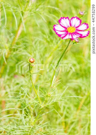 Cosmos blooming on the hill of Cosmos at Kobe general athletic park 44758299