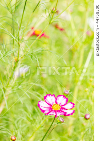 Cosmos blooming on the hill of Cosmos at Kobe general athletic park 44758300