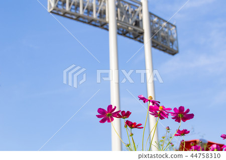 Cosmos blooming on the hill of Cosmos at Kobe general athletic park Cosmos blooming on the hill of Cosmos at Kobe general athletic park 44758310