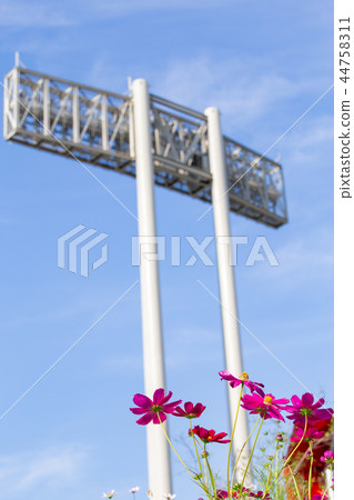 開花在波斯菊小山的波斯菊在神戶一般運動公園 開花在波斯菊小山的波斯菊在神戶一般運動公園 44758311