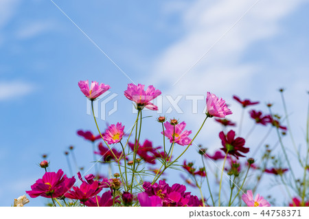 Cosmos blooming on the hill of Cosmos at Kobe general athletic park 44758371