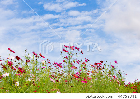 Cosmos blooming on the hill of Cosmos at Kobe general athletic park Cosmos blooming on the hill of Cosmos at Kobe general athletic park 44758381