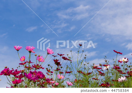 Cosmos blooming on the hill of Cosmos at Kobe general athletic park 44758384