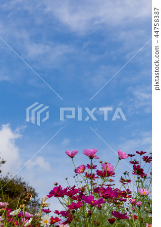 Cosmos blooming on the hill of Cosmos at Kobe general athletic park 44758387