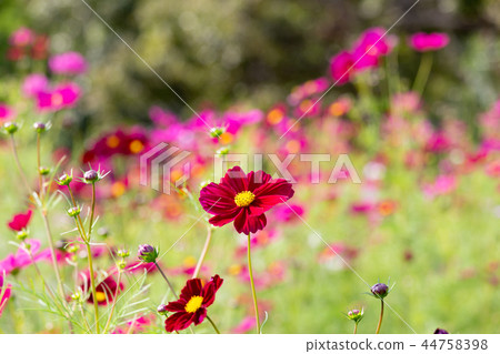 開花在波斯菊小山的波斯菊在神戶一般運動公園 44758398