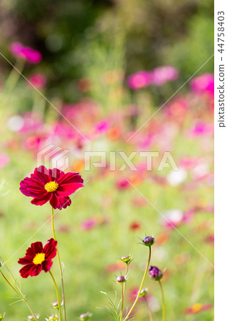 Cosmos blooming on the hill of Cosmos at Kobe general athletic park Cosmos blooming on the hill of Cosmos at Kobe general athletic park 44758403