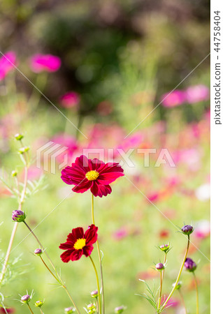Cosmos blooming on the hill of Cosmos at Kobe general athletic park Cosmos blooming on the hill of Cosmos at Kobe general athletic park 44758404
