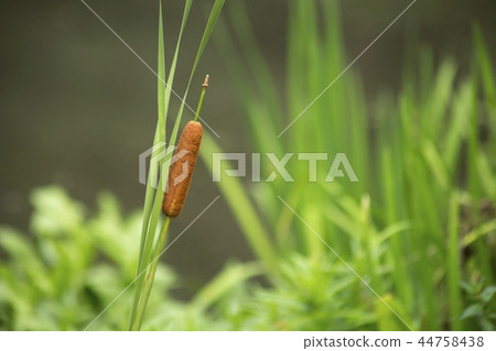 Ear of the Gama Ear of the Gama 44758438