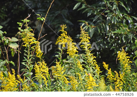 Seiitakahawadanchi So (Tall Foam Growth) Seiitakahawadanchi So (Tall Foam Growth) 44758926