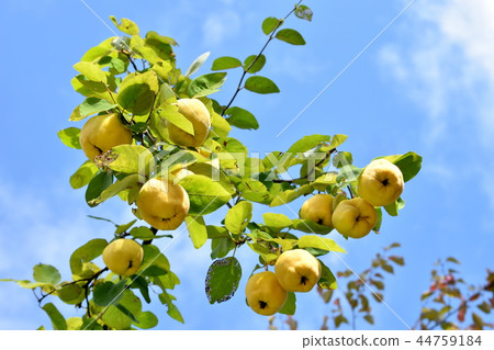 一棵qu tree樹 44759184