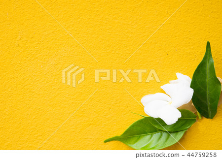 yellow background flower,Canna Lily flower yellow background flower,Canna Lily flower 44759258