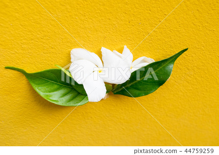 yellow background flower,Canna Lily flower 44759259