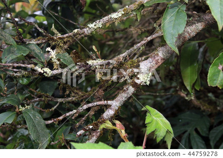 Branch of trees covered with moss and lichen. 44759278