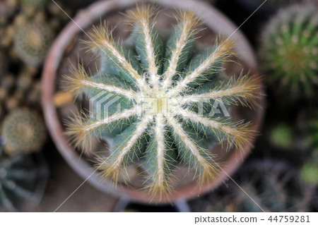 Notocactus Mammulosus cactus on pot, top view. Notocactus Mammulosus cactus on pot, top view. 44759281