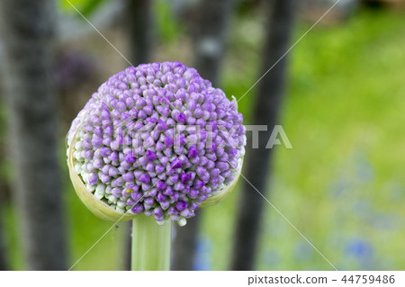 Allium Gigantium 44759486