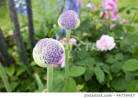 Allium Gigantium 44759487