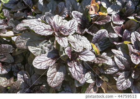 Ajuga Ajuga 44759513