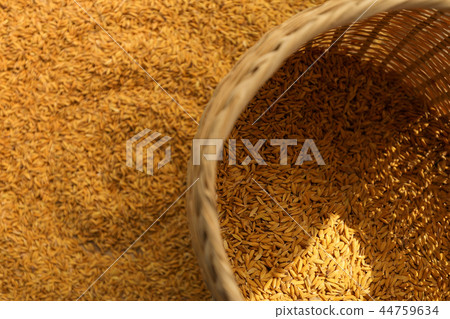 Gold paddy 44759634