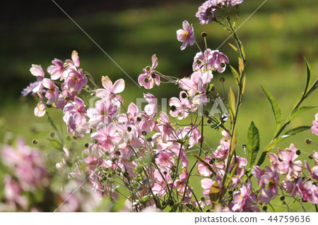 打破碗花花 44759636