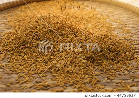 Sprinkle paddy in basket 44759637