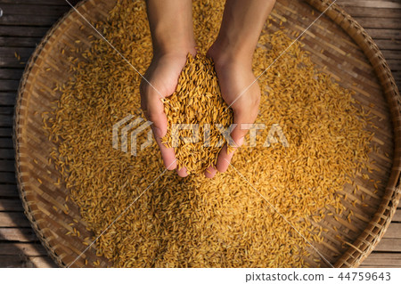 Rice in hands 44759643
