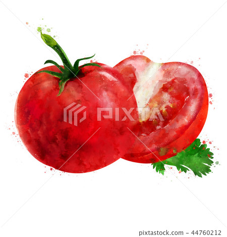 Tomato on white background. Watercolor illustration Tomato on white background. Watercolor illustration 44760212